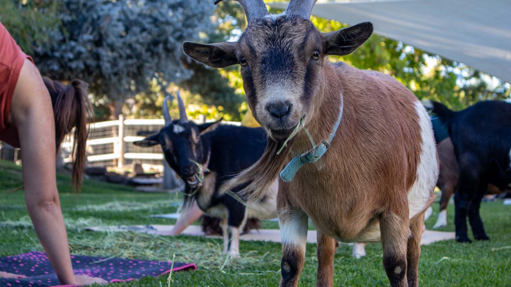 Goats yoga header