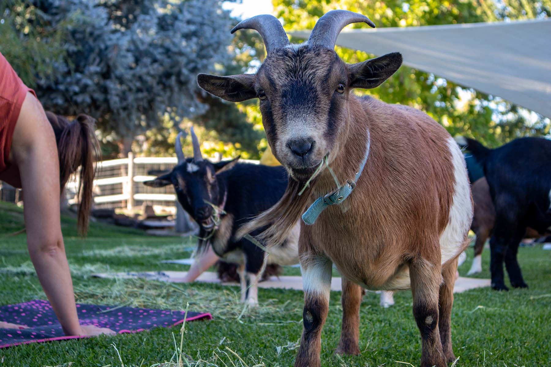 Goats yoga header